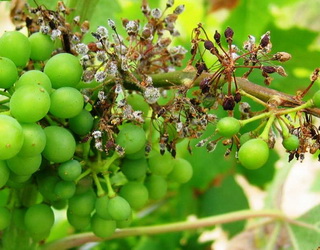 Як вберегти врожай винограду від мілдью